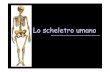 Lo scheletro umano - BENVENUTI di 2_Anatomia-scheletro.pdf · • sostiene i muscoli ... Più ossa sono tenute insieme da: - articolazioni-sinfisi ... Anatomia dello scheletro –