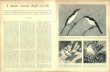 I duetti canori degli uccellidownload.kataweb.it/mediaweb/pdf/espresso/scienze/1973...L'uccello canoro in questione è un'averla (Laniarius aethiopicus), nota in alcune parti della