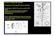 Struttura e sviluppo dello sporofito - unina.stidue.netunina.stidue.net/Botanica/Biotec 5 - Tessuti.pdf · Il sospensore ancora l’embrione al micropilo Lo stabilirsi di una polarità