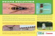 Monitoraggio della Vespa velutina - Provincia di … velutina è una specie di calabrone originaria di Cina Meridio-nale, India, Indocina e Indonesia. V. velutina, lunga 19-29 mm con
