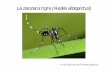 La zanzara tigre (Aedes albopictus - parchialpicozie.it · • A cura della dott.ssa Giovanna Mazzoni. La zanzara tigre (Aedes albopictus) è una zanzara originaria del sud-est asiatico.