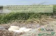 Het broedsucces van de grauwe gans en de grote Canadese ... · De grauwe gans (Anser anser) is de afgelopen 15 jaar, ook in Saeftinghe, als broedvogel flink toegenomen. Van 72 Van