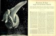 Reazioni di fuga negli invertebrati marinidownload.kataweb.it/mediaweb/pdf/espresso/scienze/1972...Reazioni di fuga negli invertebrati marini Patelle, chiocciole, vongole, pettini,