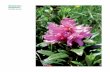 Rhododendron ferrugineumL. Particolare del fiore · produrre il miele di Robinia, commercialmente definito “miele d’acacia”, forse il miele più diffu- so in Italia. In cosmesi,