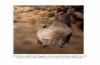 Notizie sulla biologia e la consistenza delle varie specie ... chirotteri.pdf · Un pipistrello letargico è una sorta di macchina biologica che lavora al rallentatore, col risultato