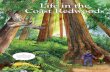 Life in the Coast Redwoods · Life in the Coast Redwoods Hi! I’m Sunny the slug. Follow me to learn ... The wandering salamander lives more than 100 feet up in the branches of redwood