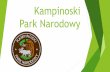Kampinowski Park Narodowy · •Południowy Szlak ... 49,8 km •Północny Szlak Krawędziowy (Tułowice –Grochale ... (Palmiry –Mogilny Mostek) 2,6 km •Szlak im. Kazimierza