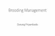 Brooding Management for Broiler - difslive.com · Tujuan •Brooding manajemen memiliki tujuan untuk menyediakan lingkungan pemeliharaan yang nyaman dan sehat secara efisien dan ekonomis