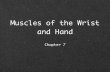 Muscles of the Wrist and Hand - Eastern Illinois cfje/2440/Wrist-   Muscles of the Wrist