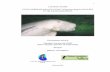 STUDI KEBERADAAN DUYUNG (Dugong dugon MULLER) DI …ykrasi.org/PDF/Laporan Duyung 2003-2.pdf · burung, 12% jenis mamalia, 16% jenis reptilia dan amfibi, dan sekitar 10% jenis tumbuhan