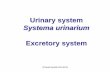 Excretory system - Univerzita Karlovaanatomie.lf3.cuni.cz/centralni_prezentace/Vylucovani2_eng.pdf · Overview of urinary excretory system Upper urinary system • kidney (ren) –nephron