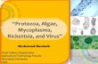 “Protozoa, Algae, - mnurcholis.lecture.ub.ac.idmnurcholis.lecture.ub.ac.id/files/2013/05/3_Protozoa-Rickettsia-My... · Protozoa, Algae, Mycoplasma, Rickettsia, Virus •Eukaryotic