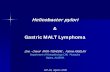 Helicobacter pylori Gastric MALT Lymphoma - IAP-AD 5 AIP nov 2008.pdf · Helicobacter pylori & Gastric MALT Lymphoma Zine - Charaf AMIR–TIDADINI , Fatima ASSELAH ... (LP). No lymphoid