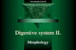 Digestive system II. - anatomie.lf3.cuni.czanatomie.lf3.cuni.cz/centralni_prezentace/Traveni2_eng.pdf · Small intestine = Intestinum tenue ... Large intestine = Intestinum crassum