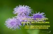 Angiosperms = Magnoliophyta Magnoliopsida (Dicots ... · Angiosperms = Magnoliophyta (Flowering Plants ) (Takhtajan ,1987; Cronquist,1981) - Class Magnoliopsida (Dicots) - Class Liliopsida