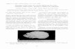 Histology of the Testis of a Senile Californian Sea …cetology.main.jp/wp-content/jc/JC1205.pdfKey words : testis histology, senile sea lion, Zalophus To determine the cause of death,