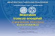 Brainstem truncus encephali - Anatomický ústav 1. LF UKanat.lf1.cuni.cz/souhrny/lekls0702a.pdf · truncus encephali ... Crura cerebri Midbrain section through superior colliculus
