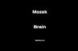 Mozek Brain - Univerzita Karlova · callosum (truncus) Falx –falx cerebri CFL ...