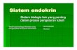 Kuliah 5 lanjutan Dasar-dasar biologis dari prilaku.ppt ...ocw.usu.ac.id/...psikologi-umum-i/pum_113_slide_sistem_endokrin.pdf · Sistem endokrin Sistem biologis lain yang penting
