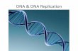 DNA & DNA Replication - All Saints Middle School Science · for DNA replication –DNA polymerase adds the correct complimentary base pairs to the exposed strands. DNA Replication
