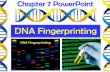 DNA, or Deoxyribonucleic Acid, is - crosbyisd.org · DNA fingerprinting is also known as DNA profiling. It is a technique used by scientists to distinguish between individuals of