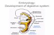 Embryology: Development of digestive system · Ventrally from foramen incisivum One or both lateral plates don‘t fuse with primary palate Clefts of secondary and primary palates