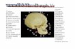 mandibulae 16.Processus coronoideus zygomaticus 18 ... - …fisiokinesiterapia-news.it/NewDownload/cranio3.pdf · Fossa cranii media 20.Fissura orbitalis superior 21.Ala maior ossis