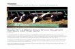 PHENOMENA: NOT EXACTLY ROCKET SCIENCE - cdn.ca Georgraphic...PHENOMENA: NOT EXACTLY ROCKET SCIENCE Holstein cows, by Scott Bauer. MENU Study Of 1.5 Million Cows Shows Daughters Get
