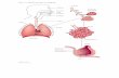 Figur 57. Luftvejene og lungernes opbygning. · Bronkiole Alveolesæk med alveoler Alveoler Lungekapillærnet Alveole 0,5 µm Rødt blodlegeme Alveolevæg Kapillærvæg Pandehule