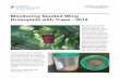 Monitoring Spotted Wind Drosophila with Traps - 2014 fileDrosophila with Traps - 2014 Spotted wing drosophila (SWD) attacks ripe and ... To check the trap, remove the lid, re-move