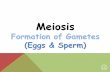 Meiosis - Warren County Public Schools notes.pdf · Mitosis Primary oocyte (diploid) Meiosis I Secondary oocyte (haploid) Meiosis II (if fertilization occurs) First polar body may