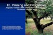 13. Pruning and Defoliation - wartabepe.staff.ub.ac.idwartabepe.staff.ub.ac.id/files/2013/03/DBT-13-PRUNING-DEFOLIATION2.pdf · dasar budidaya tanaman ps. agroekoteknologi & ps agribisnis