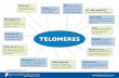 TELOMERES - SpectraCell Laboratories · 2013-11-25 · known to protect telomeres.11 Zinc Important cofactor ... Fan JM ,B essler M Ma son PJ. A celera ted hema opoie istem ell aging