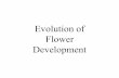 Evolution of Flower Development - University of Washingtoncourses.washington.edu/bot113/summer/LectNotes/2012/glecture_6_2.pdfgenes in Drosophila Carroll et al. (20 05). HO X Genes