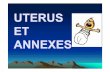 UTERUS ET ANNEXES - موقع الدراسة الجزائري | الموقع الأول ...€“Segment intra – vaginal: appelé le museau de tanche. • Les caractères du museau