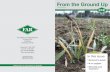 From the Ground Up - Foundation for Arable Research · MPI Biosecurity 2025 discussion document released Ministr for Primar Industries MPI is seeking public feedbac on a long term