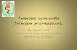 Ambrosia artemisiifolia L. - úvod PRA prezentace/Lvoncik.pdfAmbrosia artemisiifolia L. 1753 • Synonyma: Ambrosia elatior L. 1753 Ambrosia elata Salisb. 1796 Ambrosia paniculata