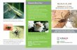 Pelestarian Musuh Alami MUSUH ALAMI - 203.64.245.61203.64.245.61/fulltext_pdf/FLYER/2011-2015/f0205.pdf · Kumbang kubah memangsa kutu apis dan kutu kebul, dua hama penting pada tanaman