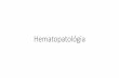 Hematopatológia - semmelweis.husemmelweis.hu/patologia2/files/2018/03/gyak_hemato.pdf · hematopoieticus Őssejt kÖzÖs myeloid progenitor kÖzÖs lymphoid progenitor megakaryocyta