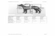 Ebene - active-animals.ch · Rehabilitationsassistentin Anatomie/Biomechanik 25.8.2011 ... Femur Condyl 8. 28. ... Os Ilium/Os Ischiadicum/Os Pubis Femur Tibia/Fibula
