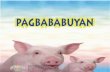 pagbababuyan - bicol.da.gov.phbicol.da.gov.ph/rfo5newweb/wp-content/uploads/2019/03/Pagbababuyan.pdf · up nose” at may batik na puti sa mukha, paa at buntot. Ang tawag dito . kabuntisan,