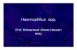 Haemophilus & bordetella by akram.ppt - Mymensingh Medical ... file/Haemophilus by akram.pdf · Bordetella pertussis , the agent of ... Haemophilus DNA with much higher frequency