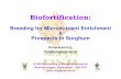 Breeding for Micronutrient Enrichment Prospects in Sorghum · Breeding for Micronutrient Enrichment & Prospects in Sorghum ICAR-Directorate of Sorghum Research Rajendranagar, Hyderabad