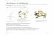 Biologie-Challenge file• Dickenwachstum: Kambium: Zellschicht, die das Wachstum in die Breite ermöglicht Speicherung von Nährstoffen • Zellen des Grundgewebes Transport • Leitbündel