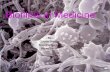 Biofilms in Medicine - uni-due.de · •Staphylococcus Osteomyelitis •Middle Ear Infection •Chronic Prostatitis •Infectious Kidney Stones. Plaque •Dental plaque is probably