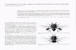 Chalcidoidea i Sverige, nflgra resultat frfln arbetet katalog 1984 9-14.pdf · Fig. 5. Eurytomidae (Eurytoma sp.) efter Hedqvist. Fig. 7. Eupelmidae (Eupelmus sp.) efter Hedqvist