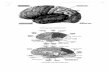 20050212123341261nigran.se/anatomi/dem1komp2.pdfAmygdaloid body Supatlcr colHeulos Cecgbel IntMì Lentiform nucleus Tail of caudate nucleus Thalamus (a) Lateral view peduncb Substantia