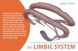 LIMBIC SYSTEM - visiblebody.com eBooks/VB_Limbic_System... · the LIMBIC SYSTEM. the AMYGDALA The amygdala receives processed information from the general senses (your eyes, skin,