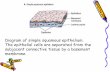 Diagram of simple squamous epithelium. The epithelial ..._Epithelail_Tissue.pdf · Diagram of transitional epithelium. It represents a transition between stratified squamous and stratified