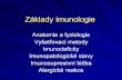 Základy imunologie - is.muni.cz fileAnatomie a fyziologie nespecifická imunita – neporušenost kožního a slizničního krytu, neutrofily, makrofágy, dendritické buňky, mastocyty,
